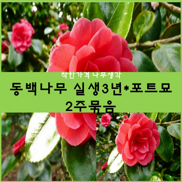 동백나무 실생3년*포트묘 2주묶음